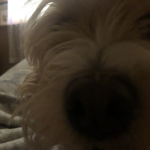 Meet your Posher, Lily